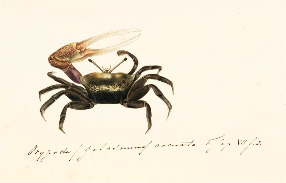 Naturalis Biodiversity Center - RMNH.ART.10 - Uca arcuata - Kawahara Keiga - 1823 - 1829 - Siebold Collection - pencil drawing - water colour