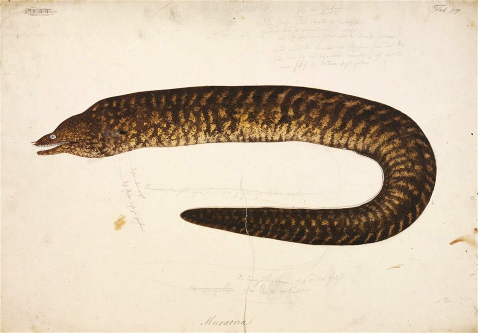 Naturalis Biodiversity Center - RMNH.ART.34 - Gymnothorax kidako (Temminck and Schlegel) - Kawahara Keiga - 1823 - 1829 - Siebold Collection - pencil drawing - water colour
