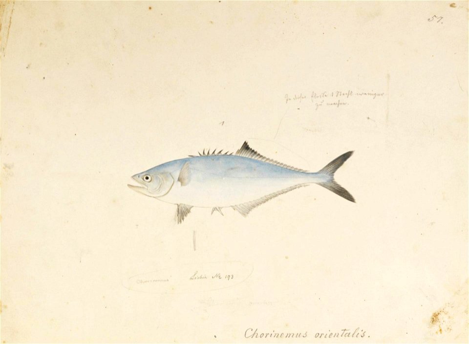 Naturalis Biodiversity Center - RMNH.ART.569 - Scomberoides lysan (Forsskål) - Kawahara Keiga - 1823 - 1829 - Siebold Collection - pencil drawing - water colour