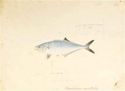 Naturalis Biodiversity Center - RMNH.ART.569 - Scomberoides lysan (Forsskål) - Kawahara Keiga - 1823 - 1829 - Siebold Collection - pencil drawing - water colour. Free illustration for personal and commercial use.