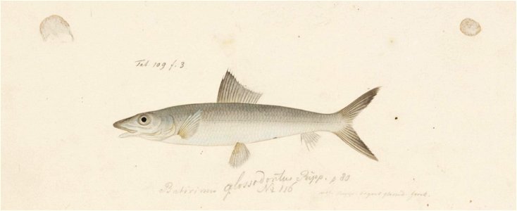 Naturalis Biodiversity Center - RMNH.ART.152 - Albula vulpes (Linnaeus) - Kawahara Keiga - 1823 - 1829 - Siebold Collection - pencil drawing - water colour