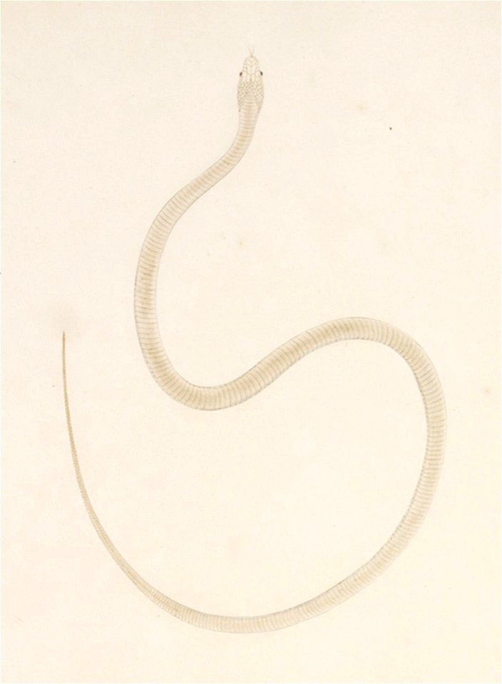 Naturalis Biodiversity Center - RMNH.ART.114 - Elaphe quadrivirgata - Kawahara Keiga - 1823 - 1829 - Siebold Collection - pencil drawing - water colour