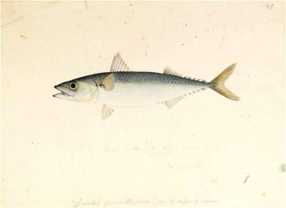 Naturalis Biodiversity Center - RMNH.ART.554 - Scomber japonicus Houttuyn - Kawahara Keiga - 1823 - 1829 - Siebold Collection - pencil drawing - water colour. Free illustration for personal and commercial use.