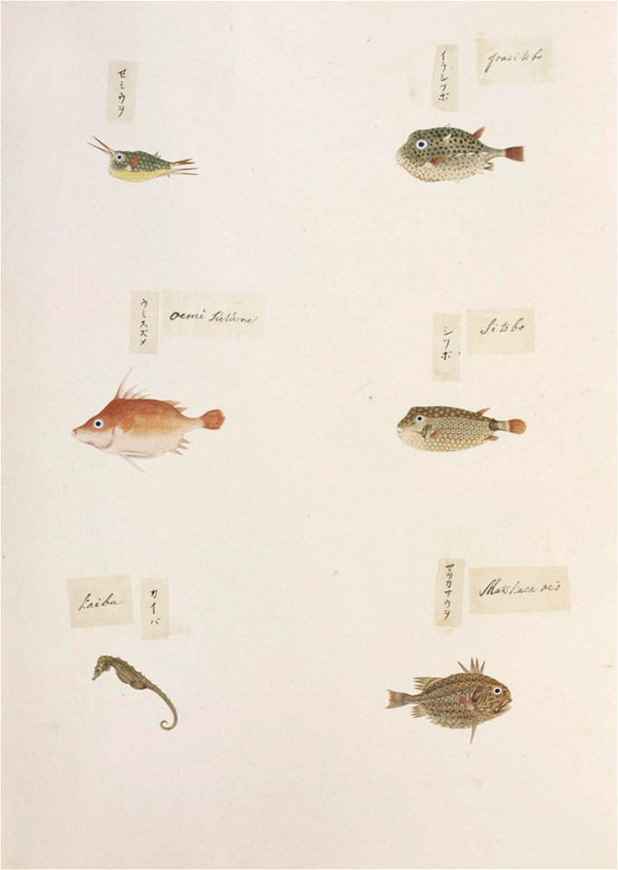 Naturalis Biodiversity Center - RMNH.ART.325-Monocentris japonicus-Hippocampus-Ostracion immaculatus-Triacanthus anomalus-Kentrocapros aculeatus-Lactoris cornutus-Kawahara Keiga-1823-1829-Siebold Collection-pencil drawing-water colour