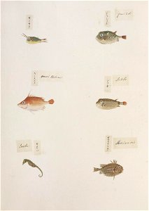 Naturalis Biodiversity Center - RMNH.ART.325-Monocentris japonicus-Hippocampus-Ostracion immaculatus-Triacanthus anomalus-Kentrocapros aculeatus-Lactoris cornutus-Kawahara Keiga-1823-1829-Siebold Collection-pencil drawing-water colour