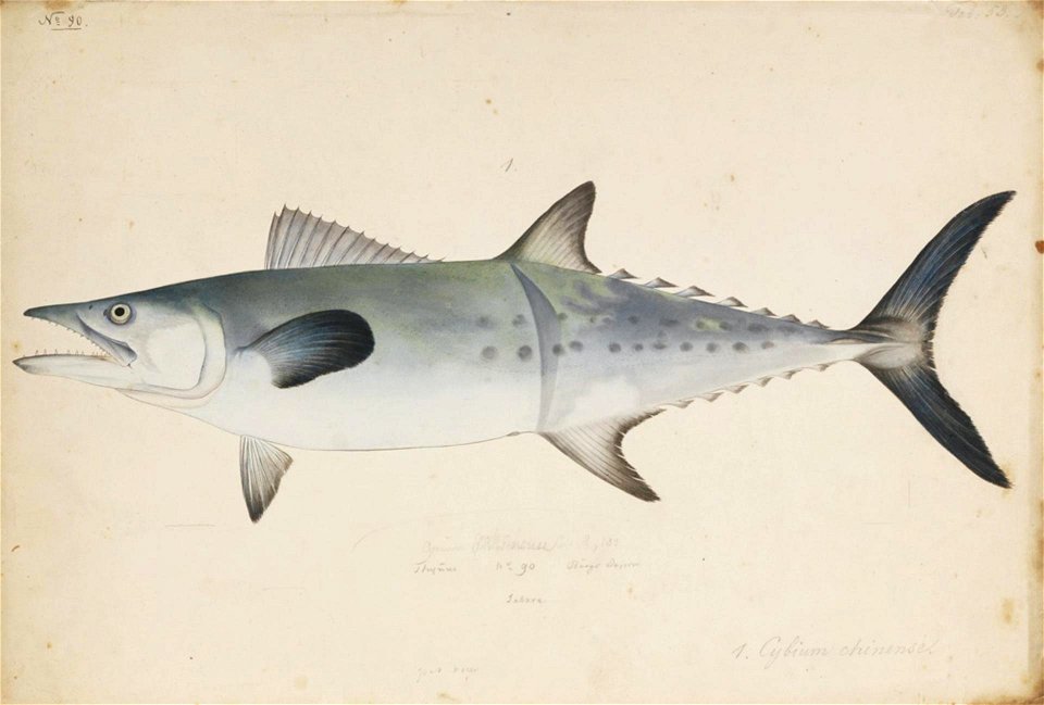 Naturalis Biodiversity Center - RMNH.ART.191 - Scomberomorus sinensis (Lacépède) - Kawahara Keiga - 1823 - 1829 - Siebold Collection - pencil drawing - water colour