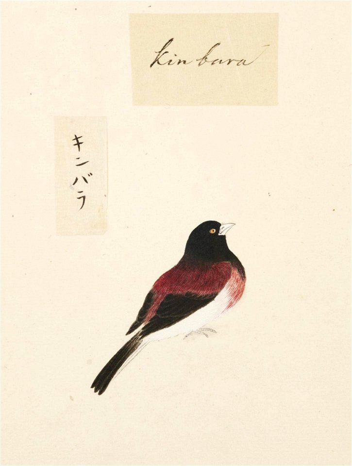 Naturalis Biodiversity Center - RMNH.ART.417 - Lonchura malacca - Kawahara Keiga - 1823 - 1829 - Siebold Collection - pencil drawing - water colour