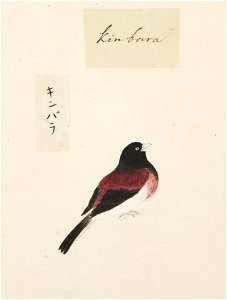 Naturalis Biodiversity Center - RMNH.ART.417 - Lonchura malacca - Kawahara Keiga - 1823 - 1829 - Siebold Collection - pencil drawing - water colour
