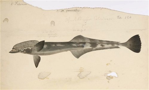 Naturalis Biodiversity Center - RMNH.ART.163 - Echeneis naucrates Linnaeus - Kawahara Keiga - 1823 - 1829 - Siebold Collection - pencil drawing - water colour