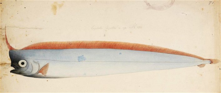 Naturalis Biodiversity Center - RMNH.ART.198 - Lophotus capellei Temminck and Schlegel - Kawahara Keiga - 1823 - 1829 - Siebold Collection - pencil drawing - water colour
