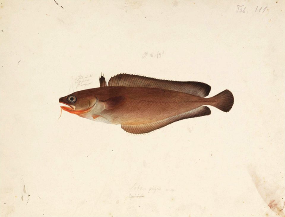 Naturalis Biodiversity Center - RMNH.ART.155 - Lotella phycis (Temminck and Schlegel) - Kawahara Keiga - 1823 - 1829 - Siebold Collection - pencil drawing - water colour