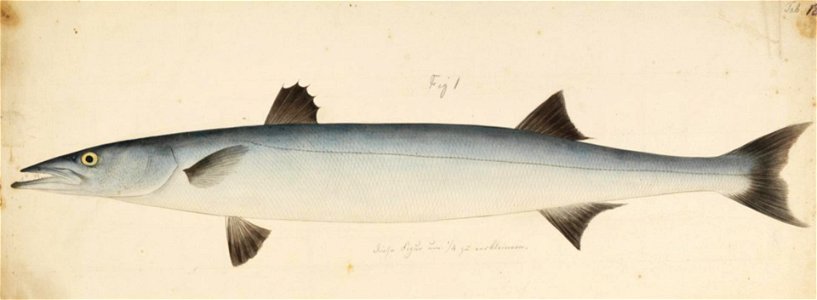 Naturalis Biodiversity Center - RMNH.ART.184 - Sphyraena nigripinnis Temminck and Schlegel - Kawahara Keiga - 1823 - 1829 - Siebold Collection - pencil drawing - water colour