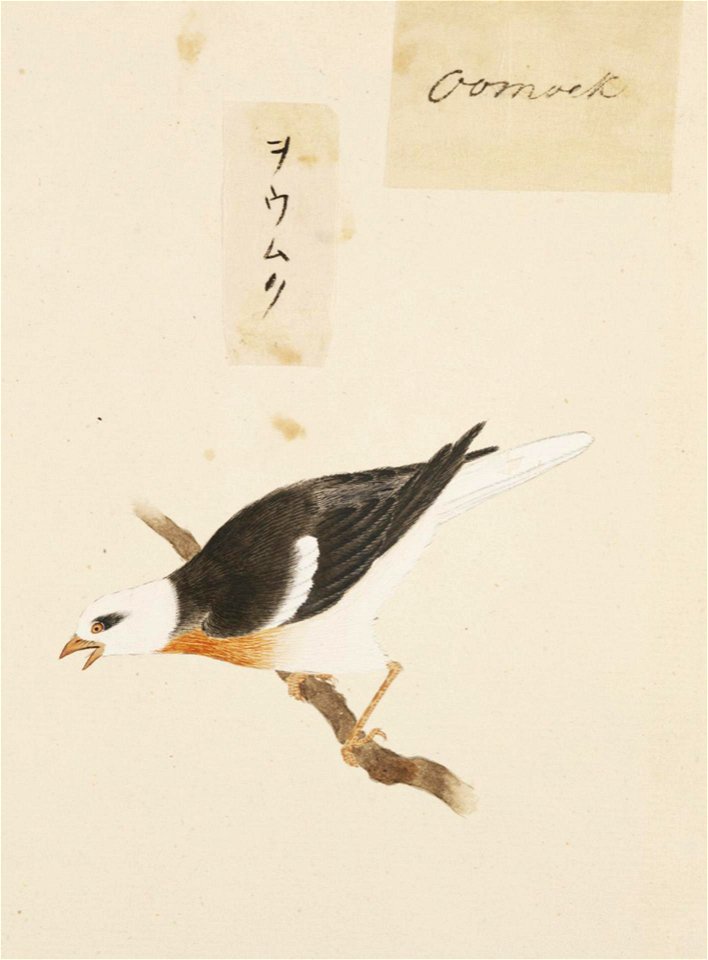 Naturalis Biodiversity Center - RMNH.ART.409 - Sturnus cineraceus - Kawahara Keiga - 1823 - 1829 - Siebold Collection - pencil drawing - water colour