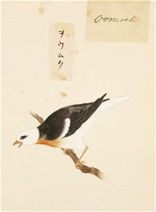 Naturalis Biodiversity Center - RMNH.ART.409 - Sturnus cineraceus - Kawahara Keiga - 1823 - 1829 - Siebold Collection - pencil drawing - water colour