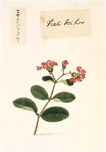 Naturalis Biodiversity Center - RMNH.ART.824 - Lagerstroemia indica - Kawahara Keiga - 1823 - 1829 - Siebold Collection - pencil drawing - water colour