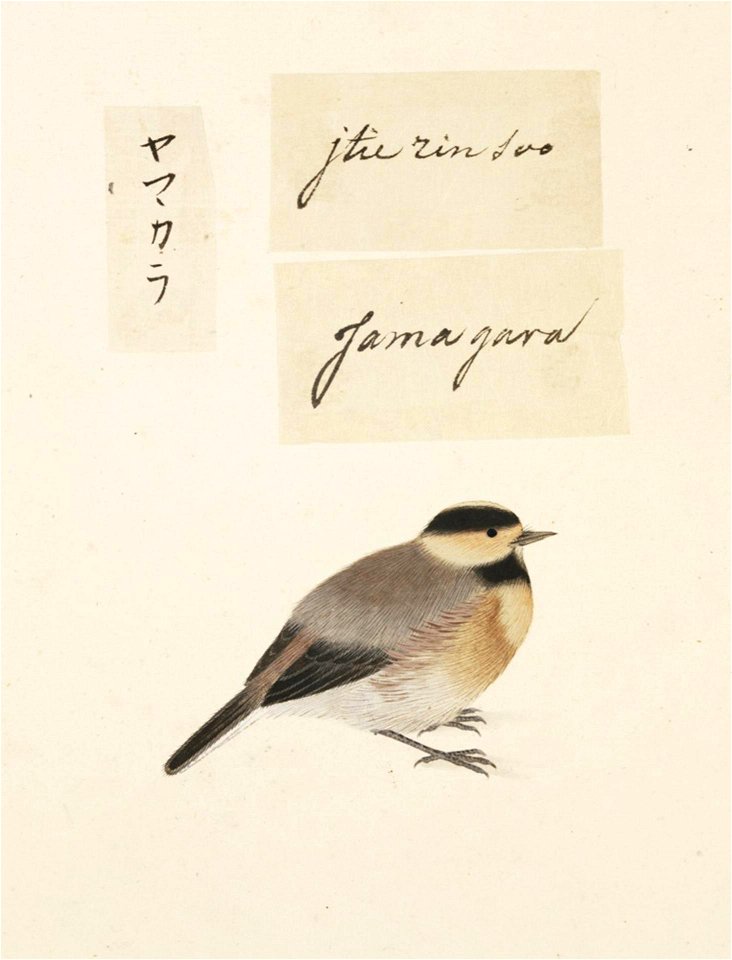Naturalis Biodiversity Center - RMNH.ART.430 - Parus varius - Kawahara Keiga - 1823 - 1829 - Siebold Collection - pencil drawing - water colour