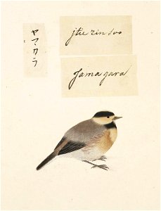 Naturalis Biodiversity Center - RMNH.ART.430 - Parus varius - Kawahara Keiga - 1823 - 1829 - Siebold Collection - pencil drawing - water colour