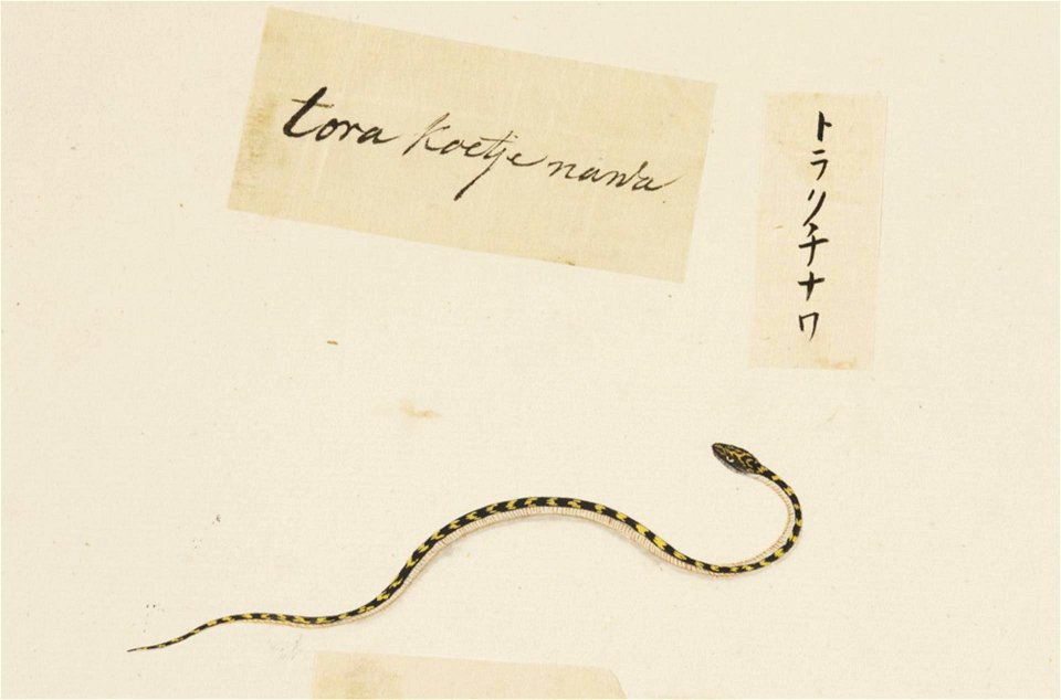 Naturalis Biodiversity Center - RMNH.ART.601 - Rhabdophis tigrinus - Kawahara Keiga - 1823 - 1829 - Siebold Collection - pencil drawing - water colour