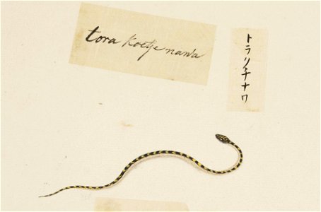 Naturalis Biodiversity Center - RMNH.ART.601 - Rhabdophis tigrinus - Kawahara Keiga - 1823 - 1829 - Siebold Collection - pencil drawing - water colour