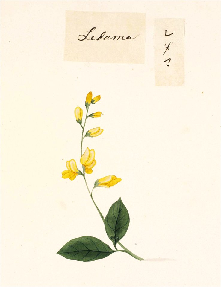 Naturalis Biodiversity Center - RMNH.ART.683 - Spartium junceum - Kawahara Keiga - 1823 - 1829 - Siebold Collection - pencil drawing - water colour
