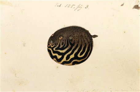 Naturalis Biodiversity Center - RMNH.ART.174 - Arothron stellatus (Bloch and Schneider) - Kawahara Keiga - 1823 - 1829 - Siebold Collection - pencil drawing - water colour