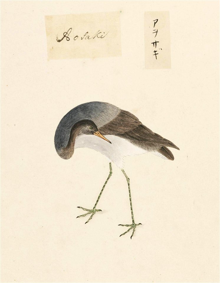 Naturalis Biodiversity Center - RMNH.ART.456 - Ardea cinerea - Kawahara Keiga - 1823 - 1829 - Siebold Collection - pencil drawing - water colour
