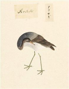Naturalis Biodiversity Center - RMNH.ART.456 - Ardea cinerea - Kawahara Keiga - 1823 - 1829 - Siebold Collection - pencil drawing - water colour
