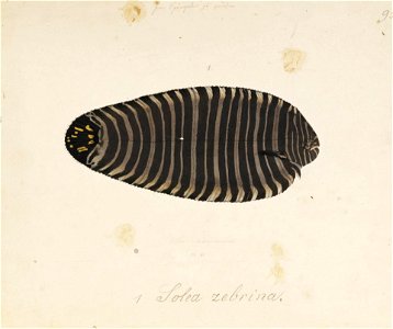 Naturalis Biodiversity Center - RMNH.ART.102 - Zebrias zebra (Bloch and Schneider) - Kawahara Keiga - 1823 - 1829 - Siebold Collection - pencil drawing - water colour