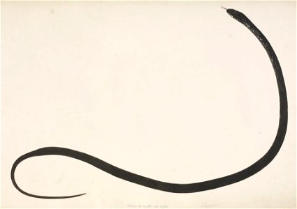 Naturalis Biodiversity Center - RMNH.ART.126 - Elaphe quadrivirgata - Kawahara Keiga - 1823 - 1829 - Siebold Collection - pencil drawing - water colour