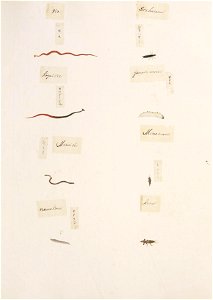 Naturalis Biodiversity Center - RMNH.ART.333 - Gryllotalpidae indet. - Eumeta japonica - Anisolabis maritima - Kawahara Keiga - 1823 - 1829 - Siebold Collection - pencil drawing - water colour