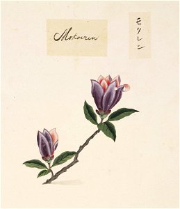 Naturalis Biodiversity Center - RMNH.ART.839 - Magnolia quinquepeta or Magnolia liliiflora Desrouss. - Kawahara Keiga - 1823 - 1829 - Siebold Collection - pencil drawing - water colour