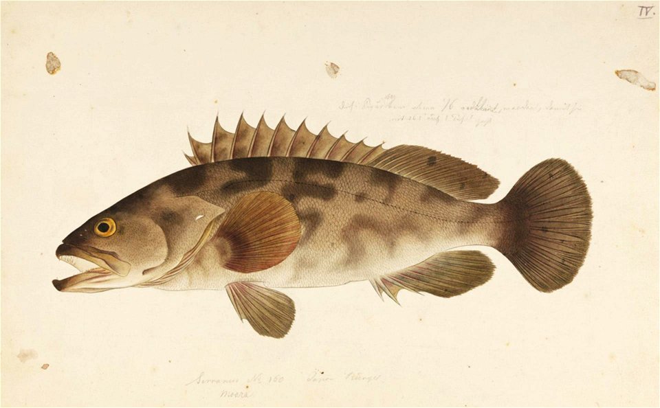 Naturalis Biodiversity Center - RMNH.ART.566 - Epinephelus moara (Temminck and Schlegel) - Kawahara Keiga - 1823 - 1829 - Siebold Collection - pencil drawing - water colour
