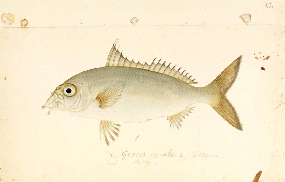 Naturalis Biodiversity Center - RMNH.ART.467 - Gerres oyena (Forsskål) - Kawahara Keiga - 1823 - 1829 - Siebold Collection - pencil drawing - water colour