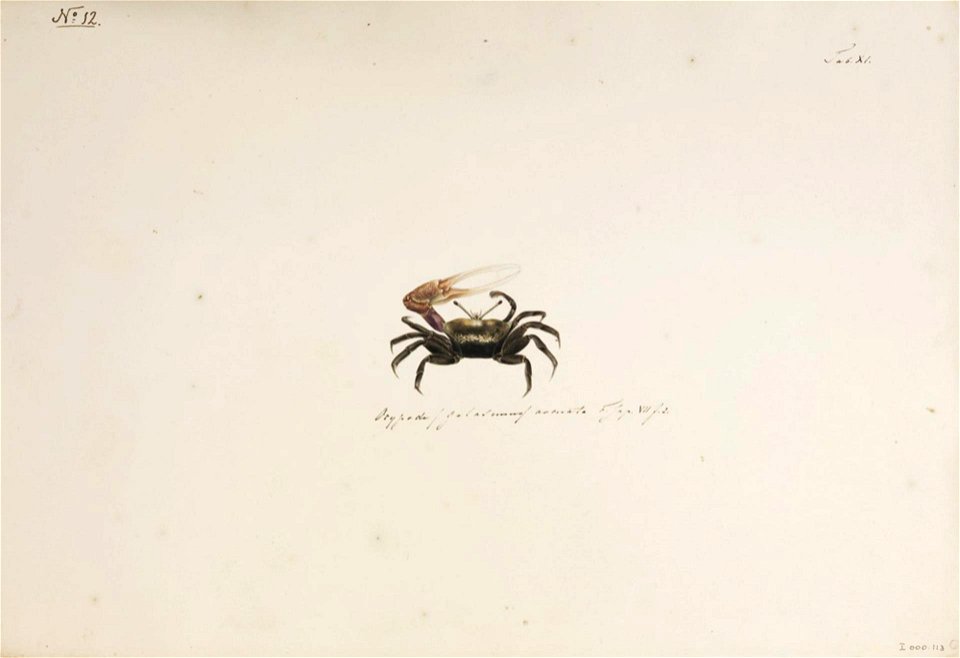 Naturalis Biodiversity Center - RMNH.ART.11 - Uca arcuata - Kawahara Keiga - 1823 - 1829 - Siebold Collection - pencil drawing - water colour
