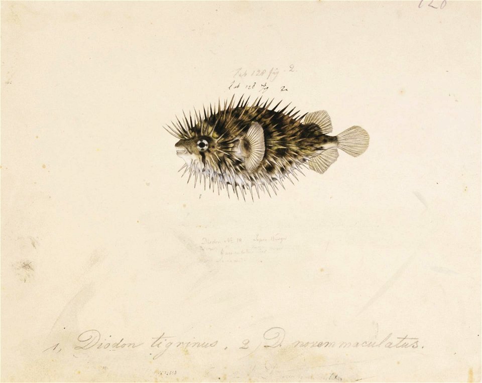 Naturalis Biodiversity Center - RMNH.ART.177 - Diodon holocanthus Linnaeus - Kawahara Keiga - 1823 - 1829 - Siebold Collection - pencil drawing - water colour