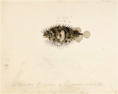 Naturalis Biodiversity Center - RMNH.ART.177 - Diodon holocanthus Linnaeus - Kawahara Keiga - 1823 - 1829 - Siebold Collection - pencil drawing - water colour