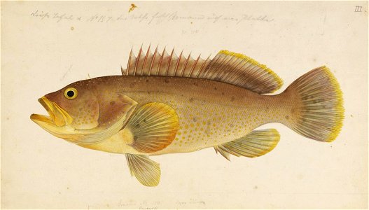 Naturalis Biodiversity Center - RMNH.ART.327 - Epinephelus awoara (Temminck and Schlegel) - Kawahara Keiga - 1823 - 1829 - Siebold Collection - pencil drawing - water colour