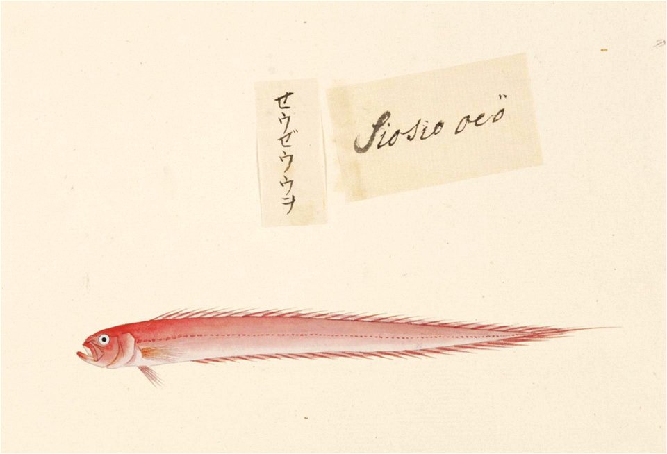 Naturalis Biodiversity Center - RMNH.ART.500 - Acanthocepola krusensternii - Kawahara Keiga - 1823 - 1829 - Siebold Collection - pencil drawing - water colour