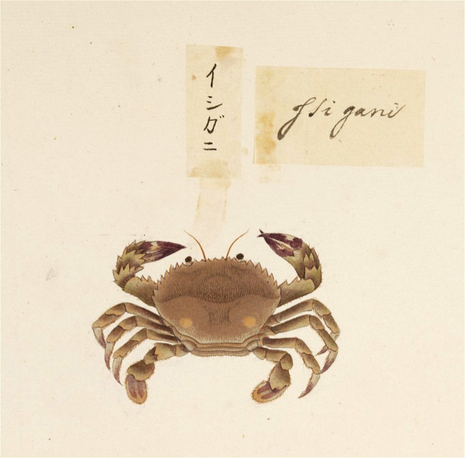 Naturalis Biodiversity Center - RMNH.ART.561 - Charybdis (Charybdis) miles - Kawahara Keiga - 1823 - 1829 - Siebold Collection - pencil drawing - water colour