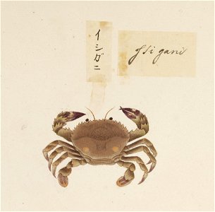 Naturalis Biodiversity Center - RMNH.ART.561 - Charybdis (Charybdis) miles - Kawahara Keiga - 1823 - 1829 - Siebold Collection - pencil drawing - water colour