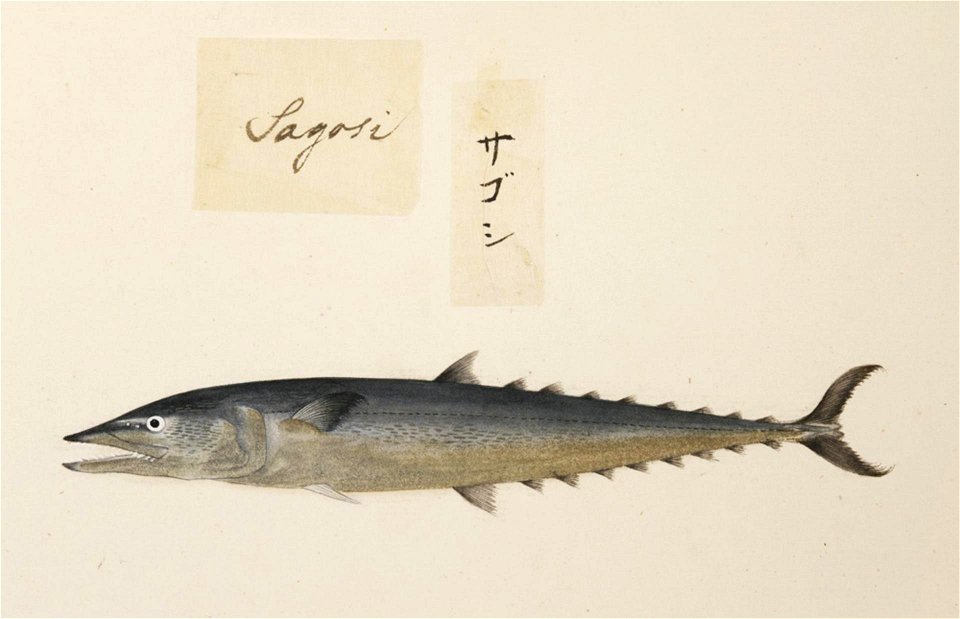 Naturalis Biodiversity Center - RMNH.ART.474 - A species of Scomberomorus - Kawahara Keiga - 1823 - 1829 - Siebold Collection - pencil drawing - water colour