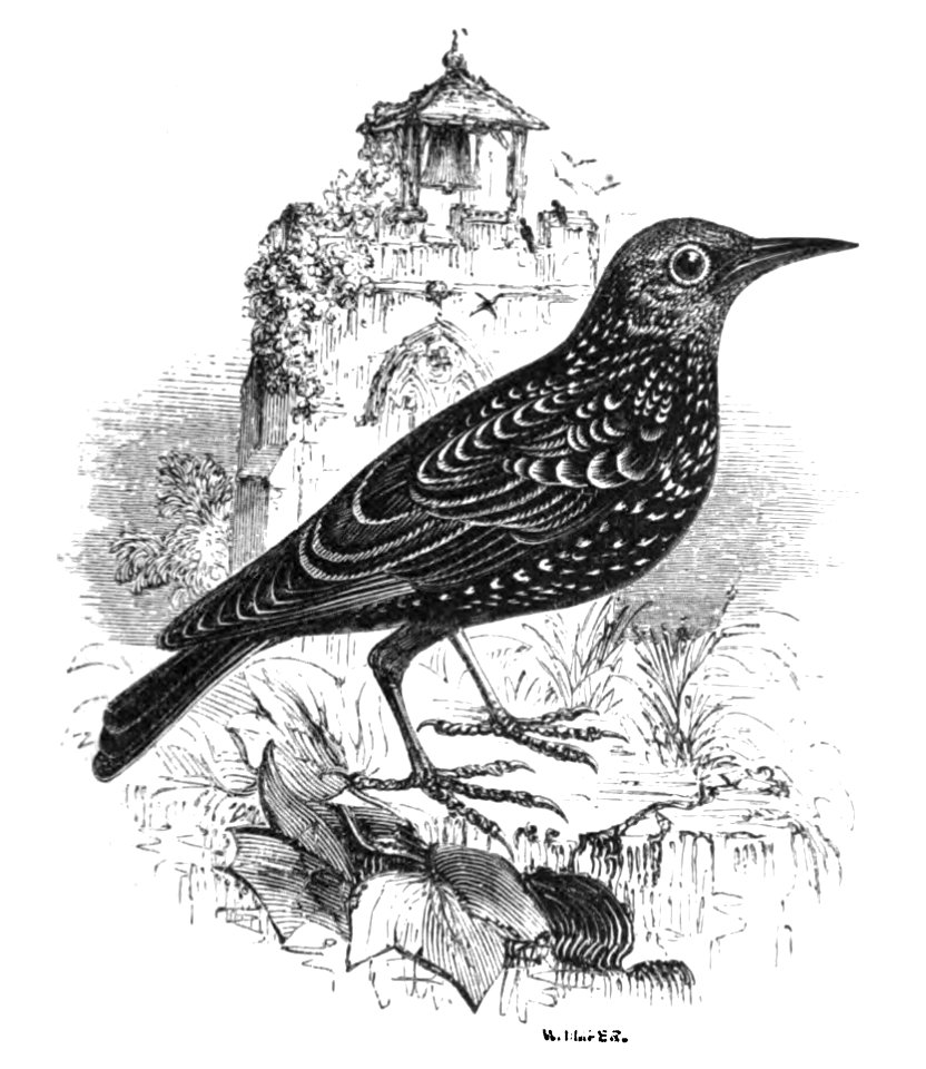 Natural History, Birds - Starling