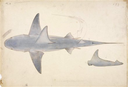 Naturalis Biodiversity Center - RMNH.ART.45 - Carcharhinus gangeticus (Müller and Henle) - Kawahara Keiga - 1823 - 1829 - Siebold Collection - pencil drawing - water colour