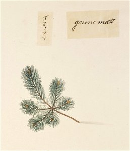Naturalis Biodiversity Center - RMNH.ART.857 - Pinus parviflora - Kawahara Keiga - 1823 - 1829 - Siebold Collection - pencil drawing - water colour