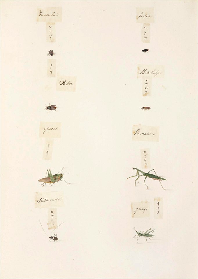 Naturalis Biodiversity Center - RMNH.ART.288 - Homoeogryllus japonicus - Locusta migratoria - Apis cerana - Tabanus sp. - Dryomyza formosa - Kawahara Keiga - 1823 - 1829 - Siebold Collection - pencil drawing - water colour