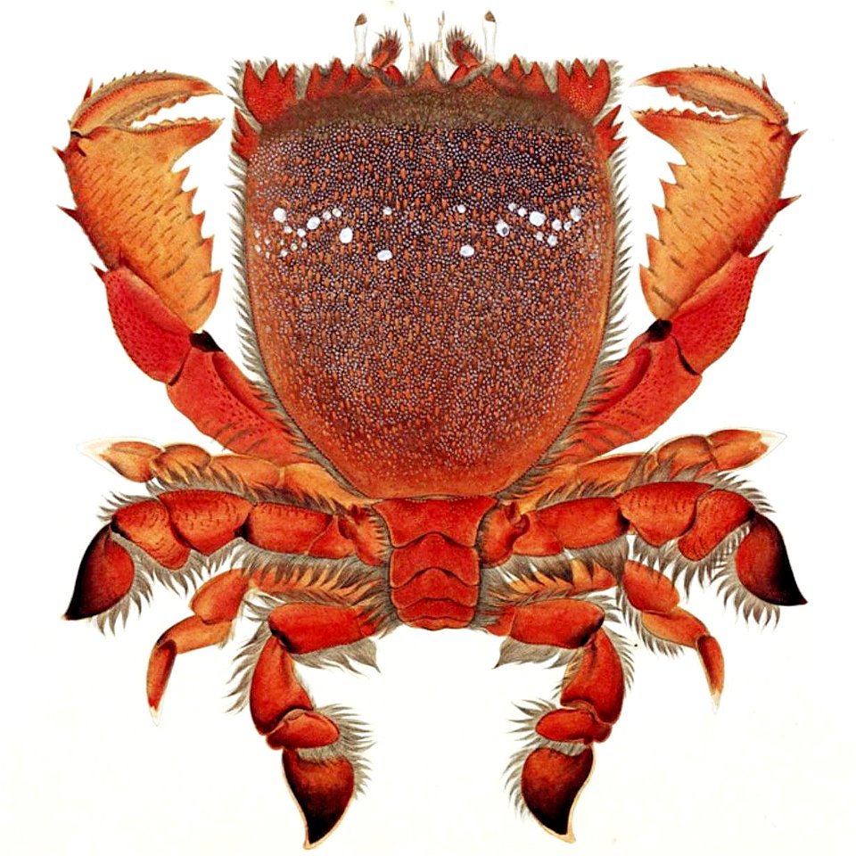 Naturalis Biodiversity Center - RMNH.ART.97 - Ranina ranina - Kawahara Keiga - 1823 - 1829 - Siebold Collection - pencil drawing - water colour 2