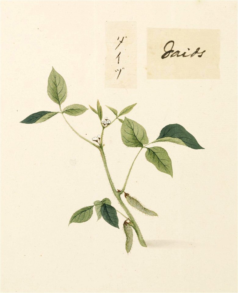 Naturalis Biodiversity Center - RMNH.ART.652 - Glycine max - Kawahara Keiga - 1823 - 1829 - Siebold Collection - pencil drawing - water colour