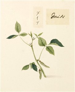 Naturalis Biodiversity Center - RMNH.ART.652 - Glycine max - Kawahara Keiga - 1823 - 1829 - Siebold Collection - pencil drawing - water colour