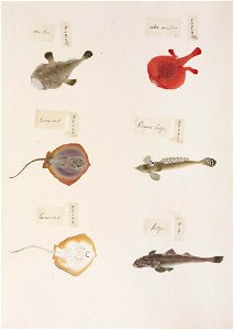 Naturalis Biodiversity Center - RMNH.ART.322-Cociella crocodilus-Dasyatis akajei-Callionymus valenciennei-Lophiomus setigerus-Halieutaea stellata-Kawahara Keiga-1823-1829-Siebold Collection-pencil drawing-water colour