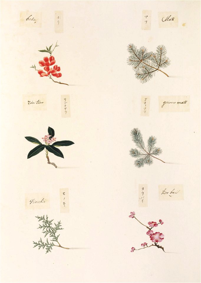 Naturalis Biodiversity Center - RMNH.ART.364-Prunus mume-Chamaecyparis obtusa-Pinus parviflora-Daphne odora-Chaenomeles speciosa-Pinus parviflora-Kawahara Keiga-1823-1829-Siebold Collection-pencil drawing-water colour